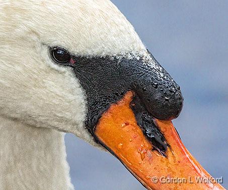 Mute Eye_28309.jpg - Mute Swan (Cygnus olor) photographed along the Rideau River at Ottawa, Ontario, Canada.